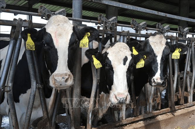 Mỹ phát hiện thêm ca mắc cúm gia cầm H5N1 ở người