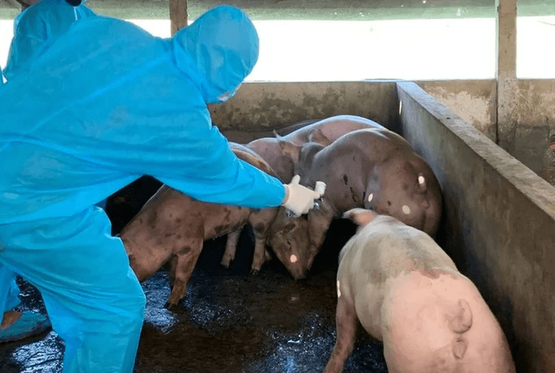 Thủ tướng yêu cầu thực hiện nghiêm các biện pháp phòng, chống dịch tả lợn châu Phi