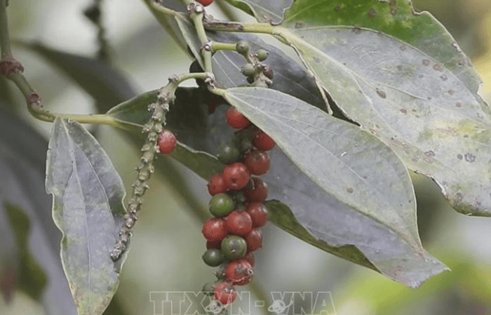 Giá hồ tiêu hôm nay (20-7): Thị trường hạt tiêu giảm