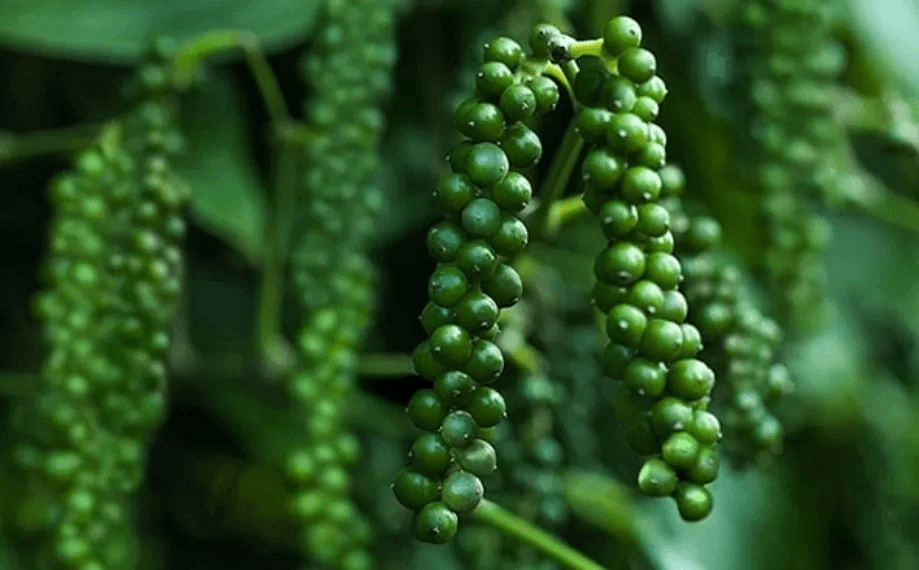 Giá hồ tiêu hôm nay (29-7): Quay đầu tăng nhẹ