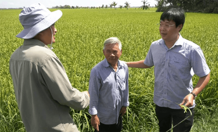 Thư về tòa soạn: Sản xuất lúa hữu cơ trên vùng thả sếu cho hiệu quả cao