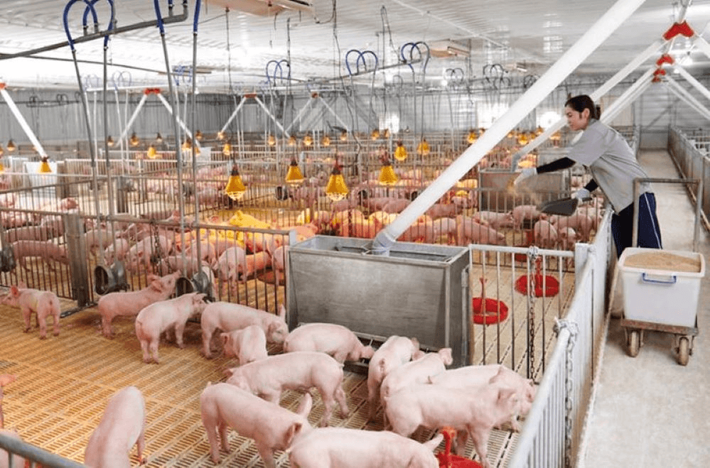 Giá lợn hơi hôm nay (19-8): Không có biến động mới