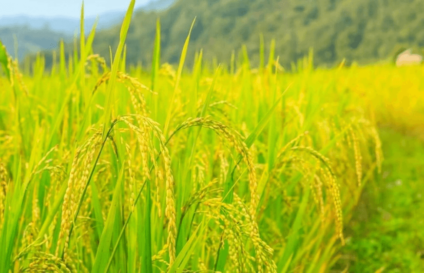 Giá lúa gạo hôm nay (19-8): Giá lúa neo ở mức cao