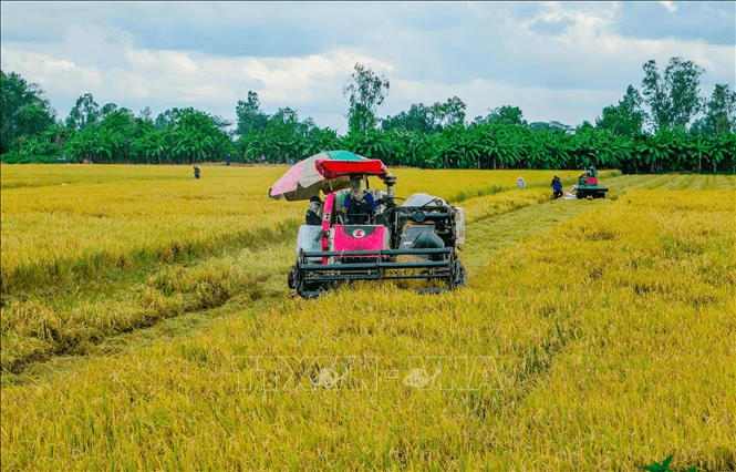 Giá lúa gạo hôm nay (24-8): Giá gạo xuất khẩu tăng nhẹ