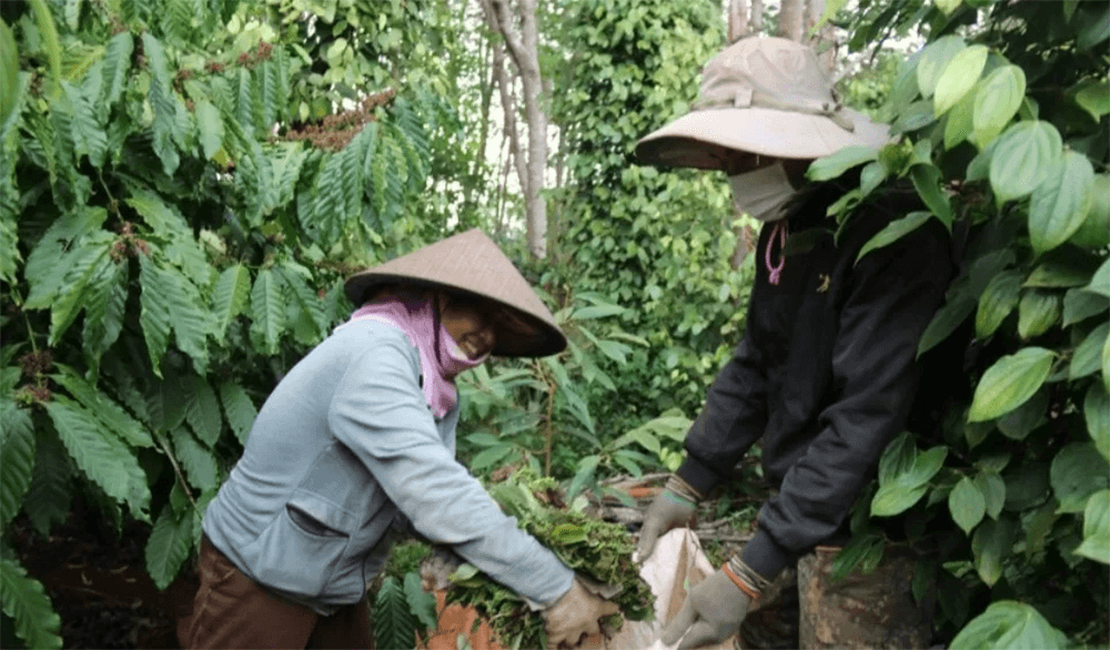 Giá hồ tiêu hôm nay (25-8): Giảm nhẹ