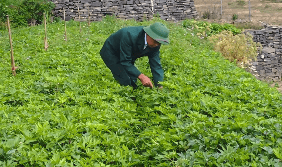 Phát triển cây dược liệu ở Sìn Hồ