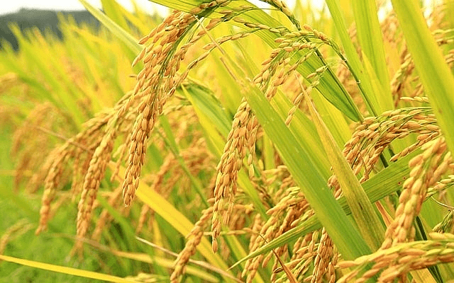 Giá lúa gạo hôm nay (1-9): Giá lúa tăng nhẹ 100 - 200 đồng/kg