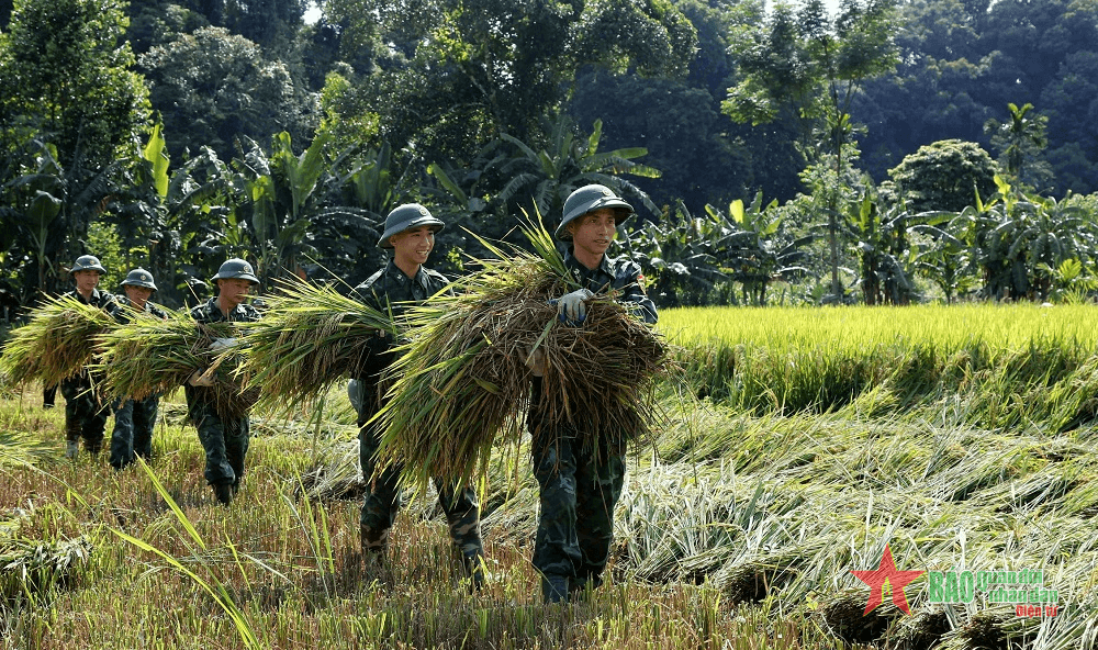 Bộ đội Biên phòng tỉnh Hà Tĩnh giúp bà con thu hoạch lúa phòng, chống bão số 3