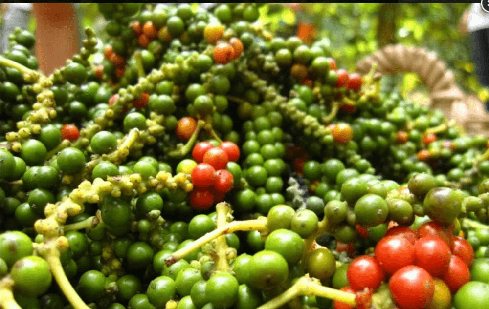 Giá hồ tiêu hôm nay (11-9): Cao nhất 155.500 đồng/kg
