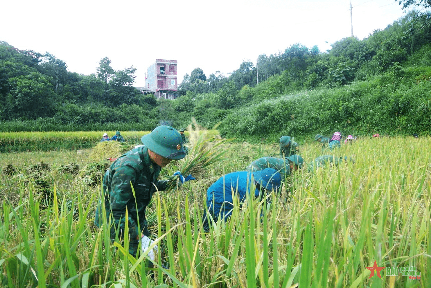Đồn Biên phòng Sơn Vĩ hỗ trợ nhân dân gặt lúa, trao quà tặng học sinh