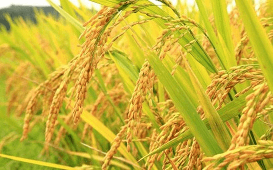 Giá lúa gạo hôm nay (15-9): Giá gạo quay đầu tăng