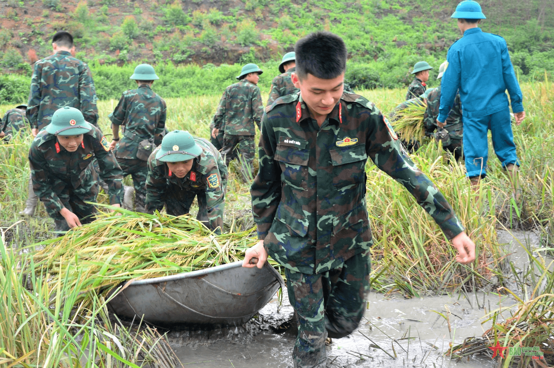 Lực lượng vũ trang huyện Sông Lô giúp nhân dân gặt lúa sau bão