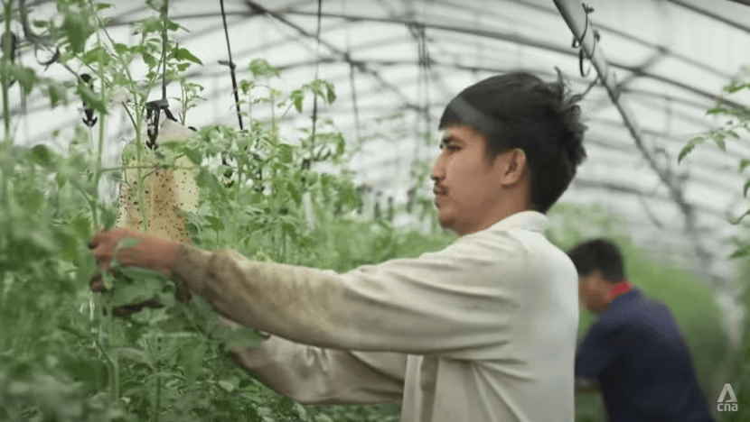 Nghịch lý ở xứ kim chi