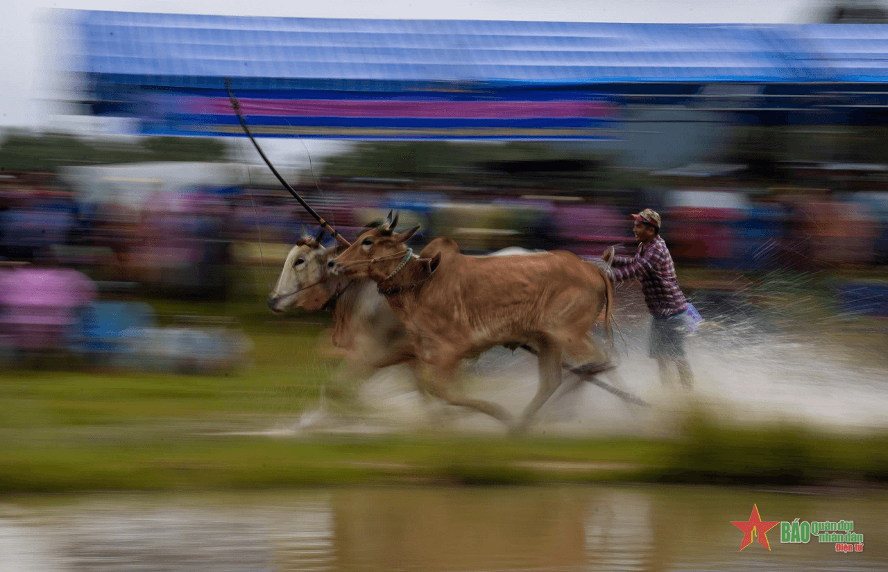 An Giang: Hội đua bò truyền thống huyện Tri Tôn lần thứ 18