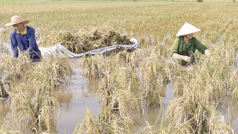 Khôi phục sản xuất ngành trồng trọt