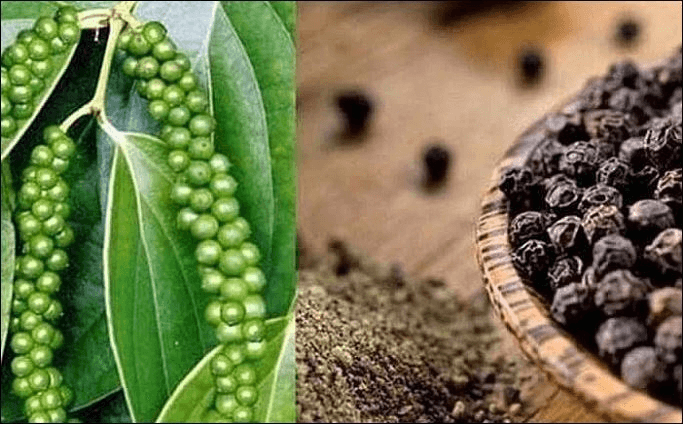 Giá hồ tiêu hôm nay (3-10): Giá cao nhất là 149.000 đồng/kg
