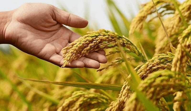 Giá lúa gạo hôm nay (6-10): Một số loại gạo tăng