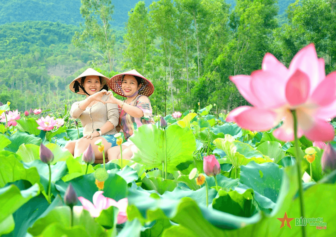 Quảng Nam: Nhiều triển vọng từ mô hình trồng sen