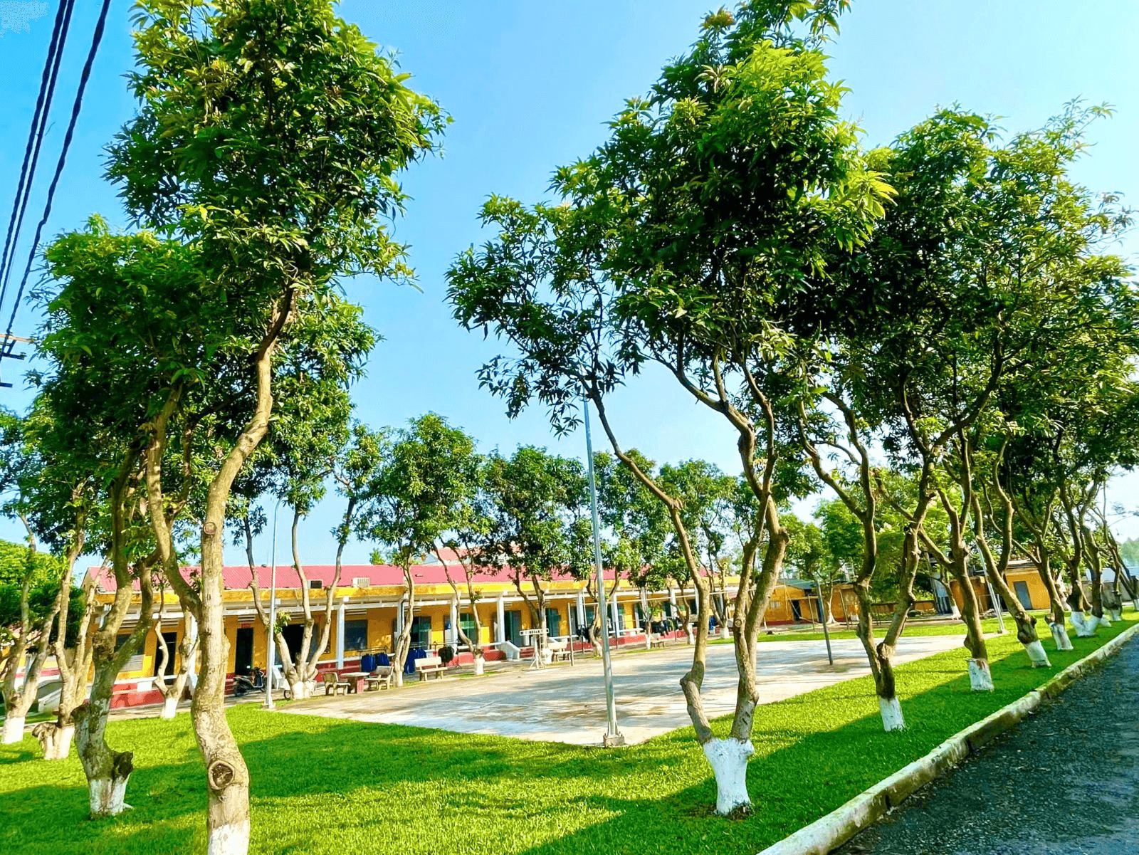 Kinh nghiệm giữ cây khi có bão của Lữ đoàn 971