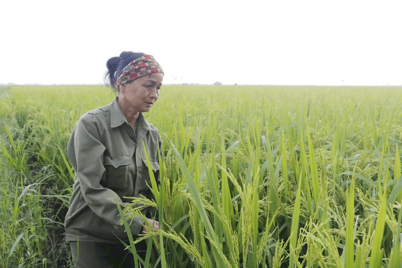 Cựu chiến binh Phạm Thị Sen làm giàu từ cây lúa