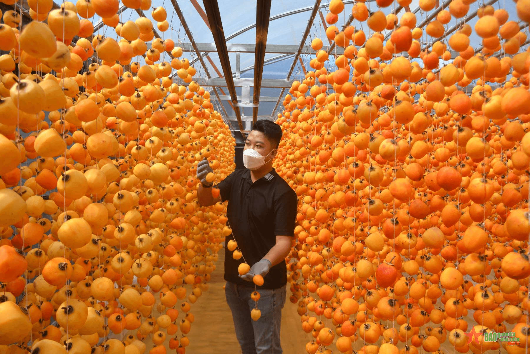 Thương nhớ mùa hồng Đà Lạt