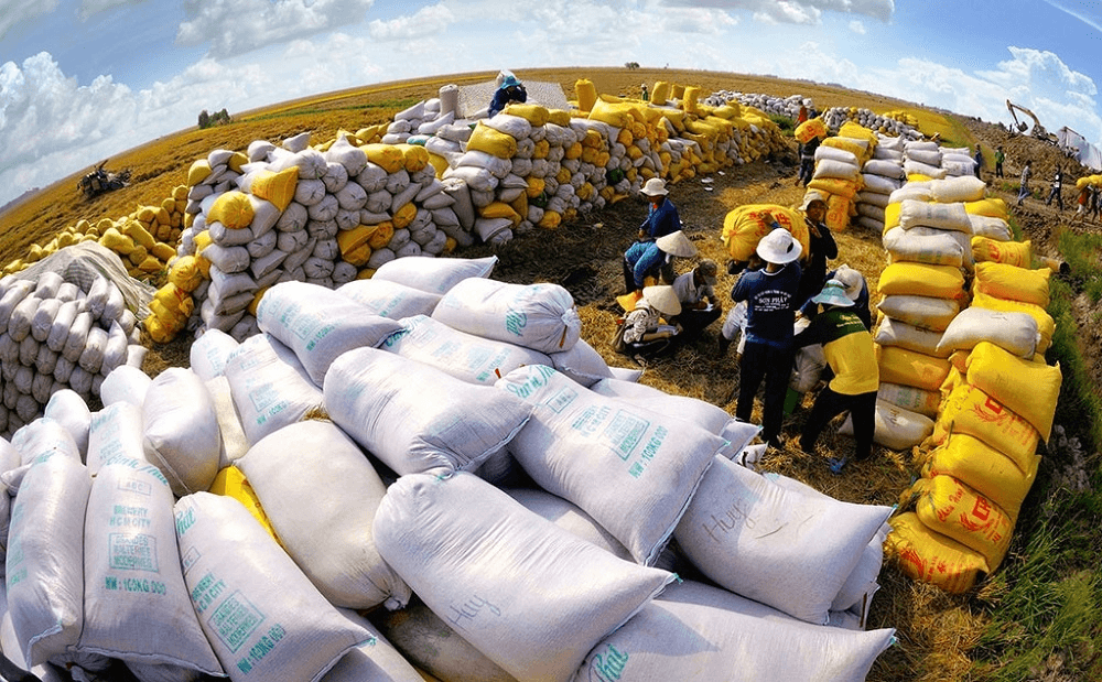 Việt Nam củng cố ngôi đầu về xuất khẩu gạo vào Philippines