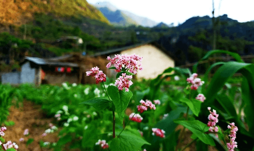 Lung linh mùa hoa biên ải