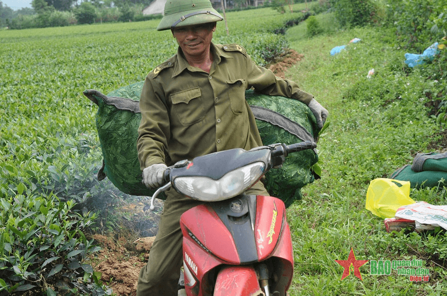 “Vua chè” Phan Đình Nhàn