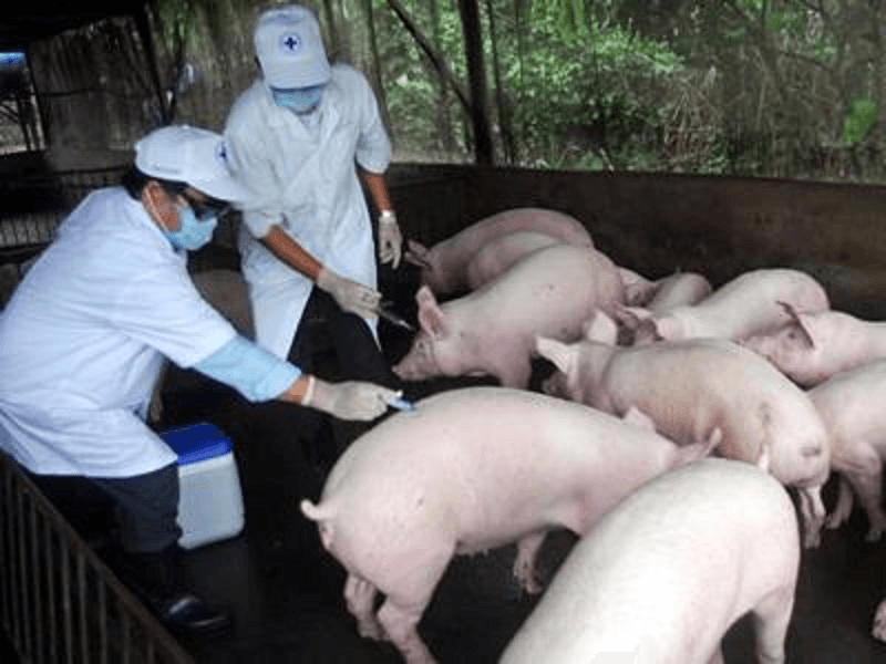 Thủ tướng chỉ đạo xử lý dứt điểm các ổ dịch tả lợn châu Phi, không để phát sinh ổ dịch mới