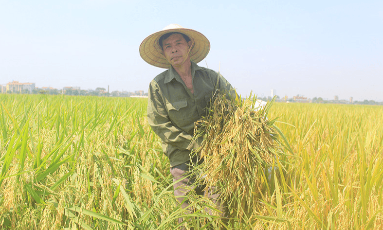 Giá nông sản hôm nay (7-11): Thị trường tương đối bình ổn
