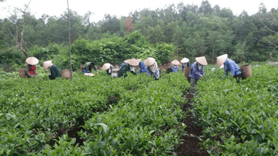 Làm gì để tăng giá trị cho cây chè Việt?