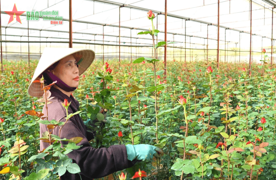 Hoa Đà Lạt - khát vọng vươn xa...