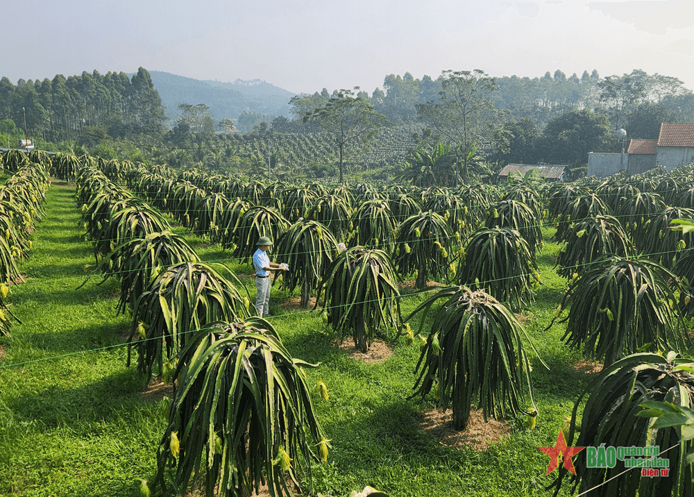 Làm giàu từ cây thanh long ruột đỏ