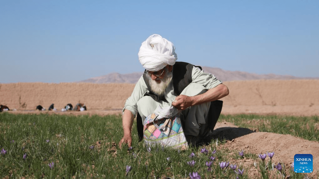 Trồng hoa nghệ tây giúp người Afghanistan cải thiện thu nhập