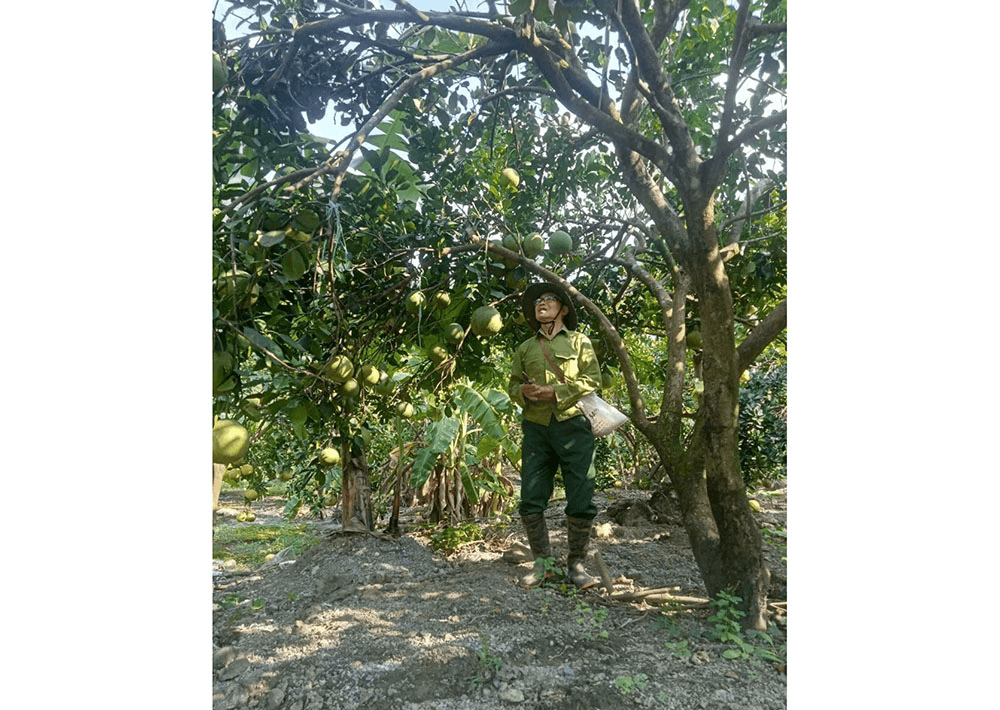 Làm giàu trên vùng đất khó