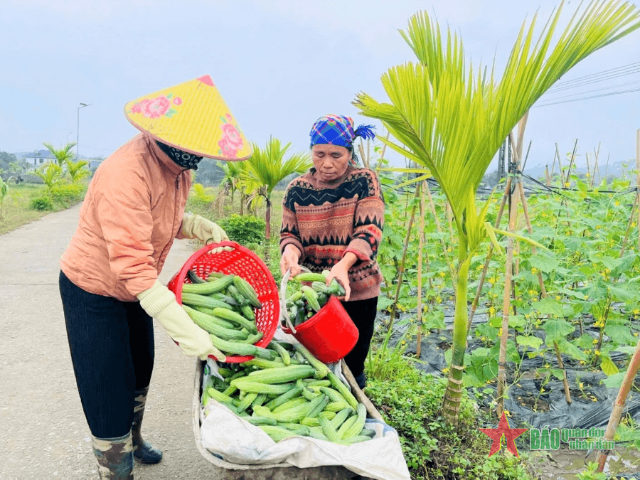 Vị Xuyên (Hà Giang): Nông dân thu nhập cao nhờ dưa chuột