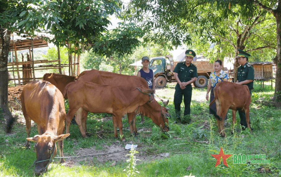 Hiệu quả từ mô hình "Bò giống cho người nghèo"