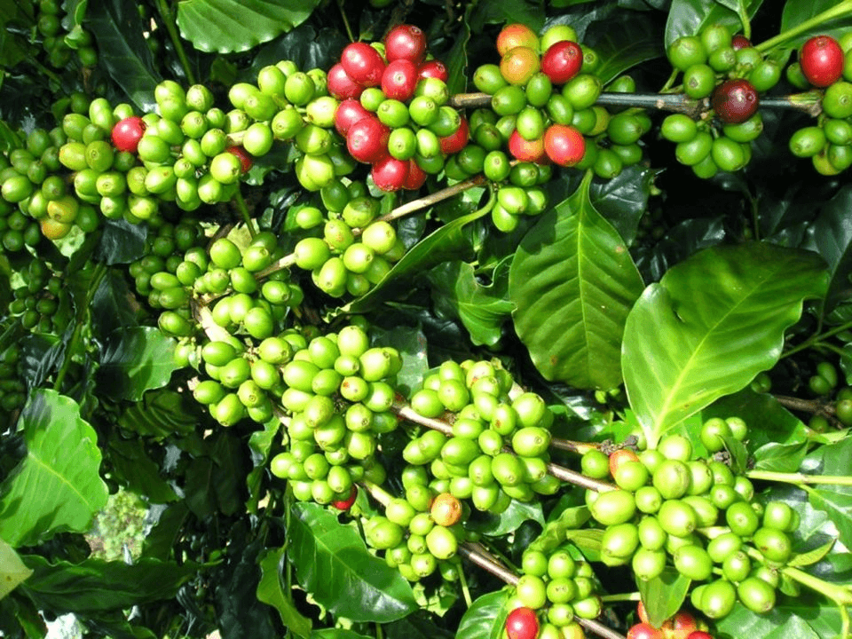 Bản tin nông sản hôm nay (22-12): Giá hồ tiêu, cà phê, lúa gạo giảm nhẹ
