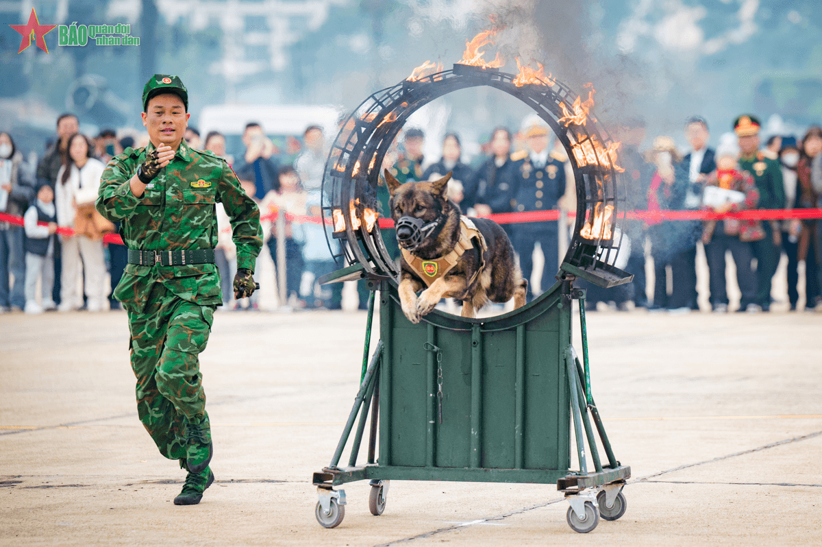 Quân khuyển Biên phòng: Màn trình diễn chạm đến trái tim