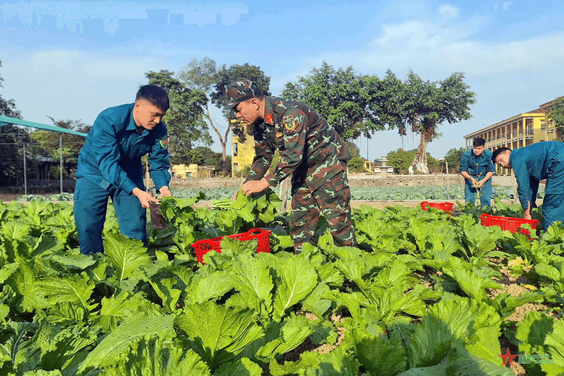 Sao vuông "vắt sỏi" nuôi rau