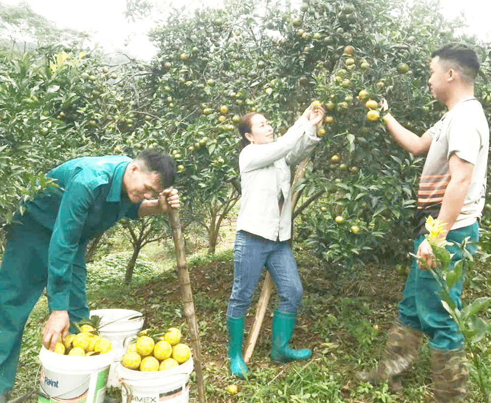 Khuyến khích bộ đội xuất ngũ lập nghiệp tại quê nhà