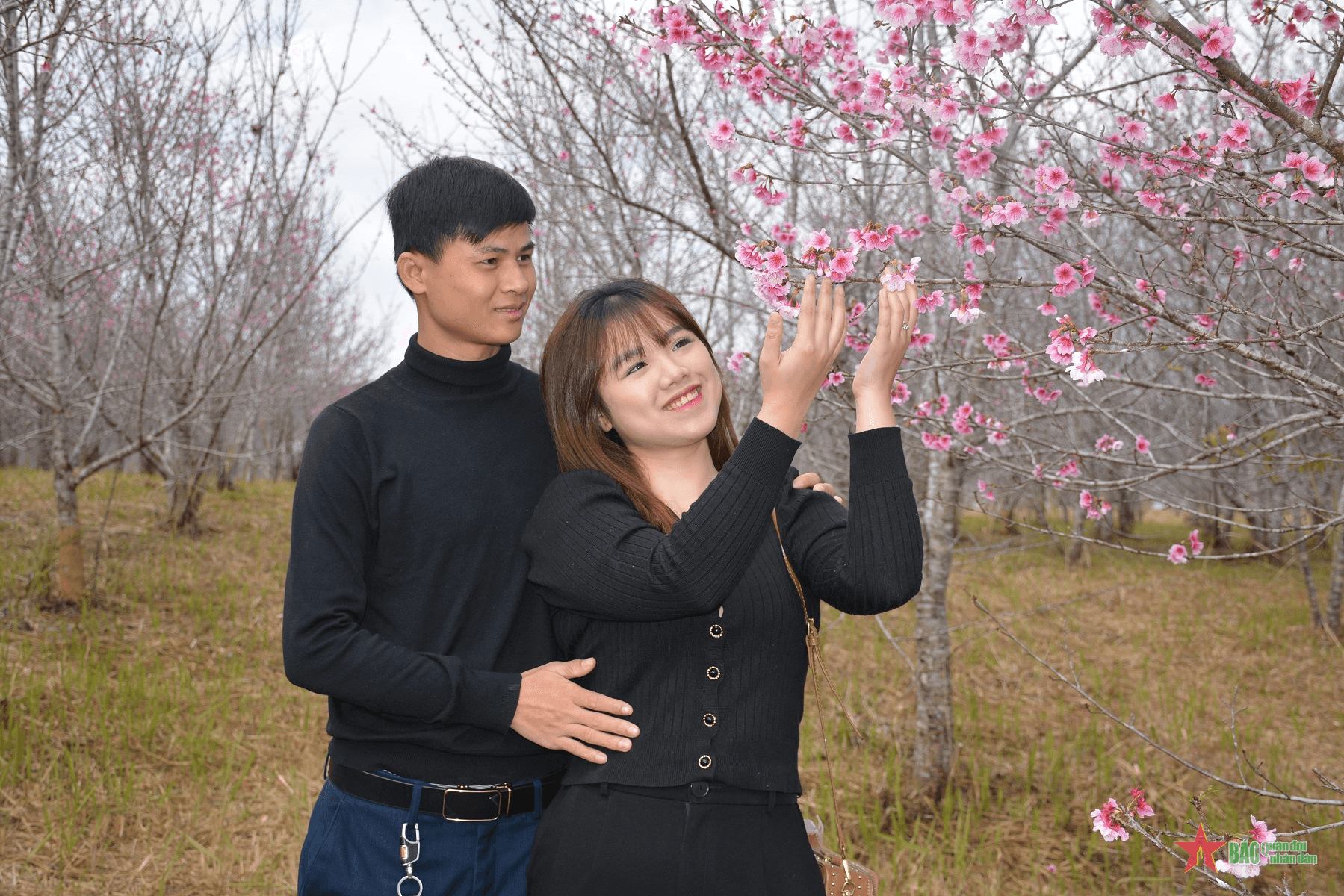 Đặc sắc hoa anh đào nơi lòng chảo Điện Biên