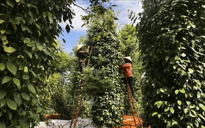 Bản tin nông sản hôm nay (16-1): Giá hồ tiêu giảm, thị trường cà phê bình ổn