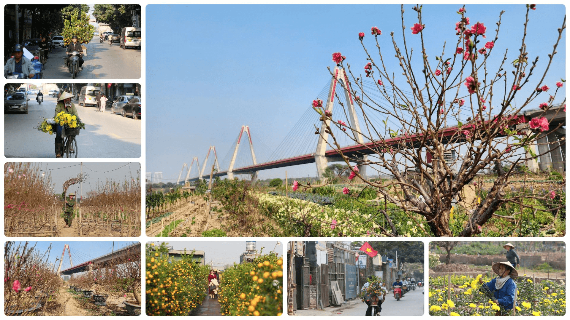 Đào, quất rực rỡ “sắc xuân” những ngày cận Tết Nguyên đán