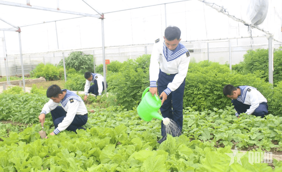 Bộ đội hậu cần làm theo lời Bác Hồ dạy: Chuyện tăng gia của những người lính đảo