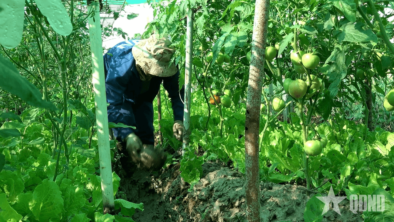 Bộ đội Việt Nam trồng rau xanh hồi sinh vùng đất khô cằn Abyei