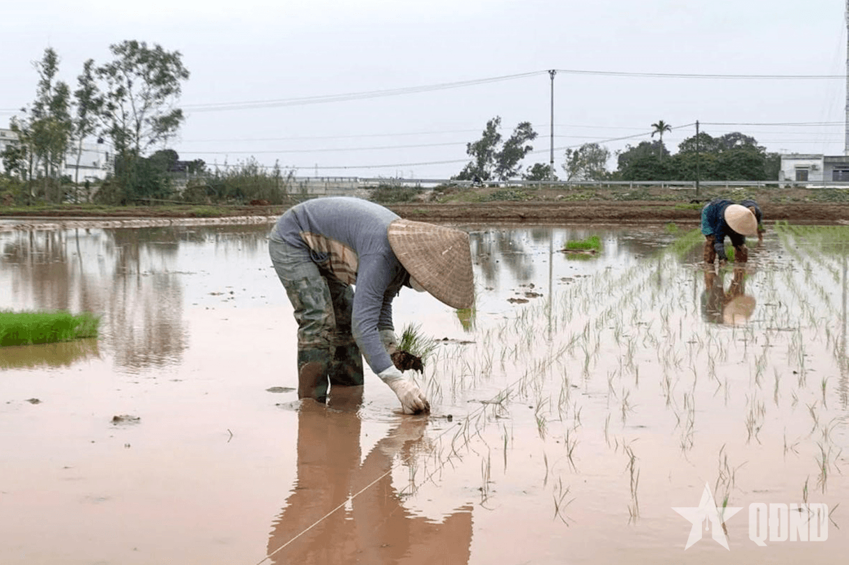 Nông dân Thái Bình tất bật gieo “mầm hy vọng”