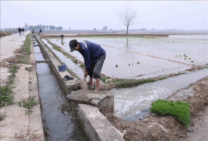 Hơn 95% diện tích đã có nước cho gieo cấy vụ Đông Xuân