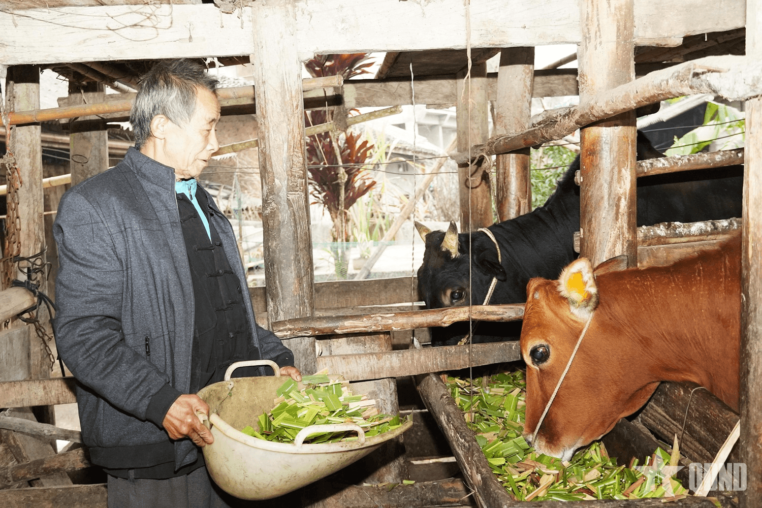 Hà Giang: Ứng phó với rét đậm, rét hại cho đàn vật nuôi