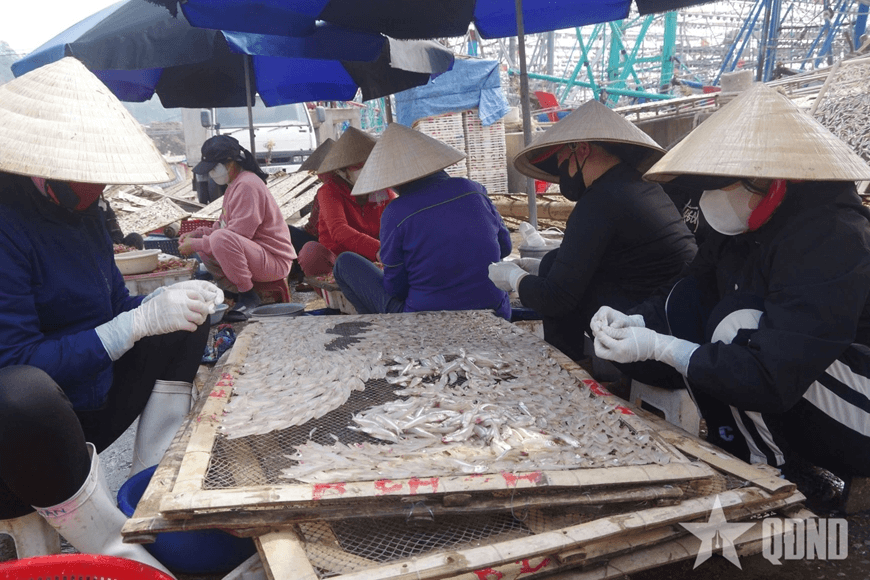 Nhộn nhịp “làng nghề” chế biến cá cơm